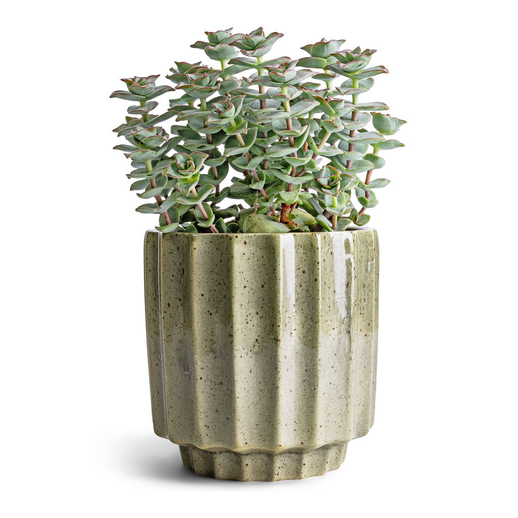 Crassula perforata - String Of Buttons & Lugano Scalloped Plant Pot - Green