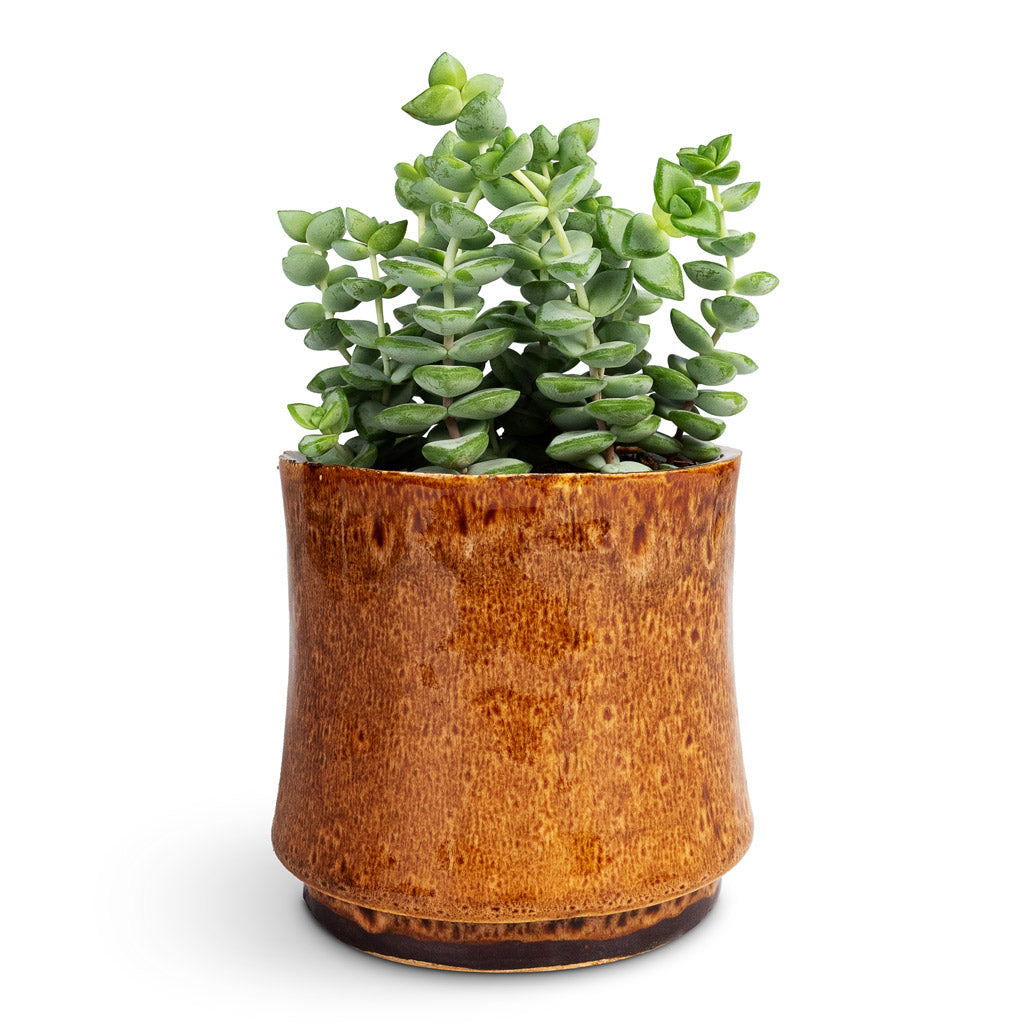 Crassula perforata - String Of Buttons & Duncan Plant Pot - Blue Gold