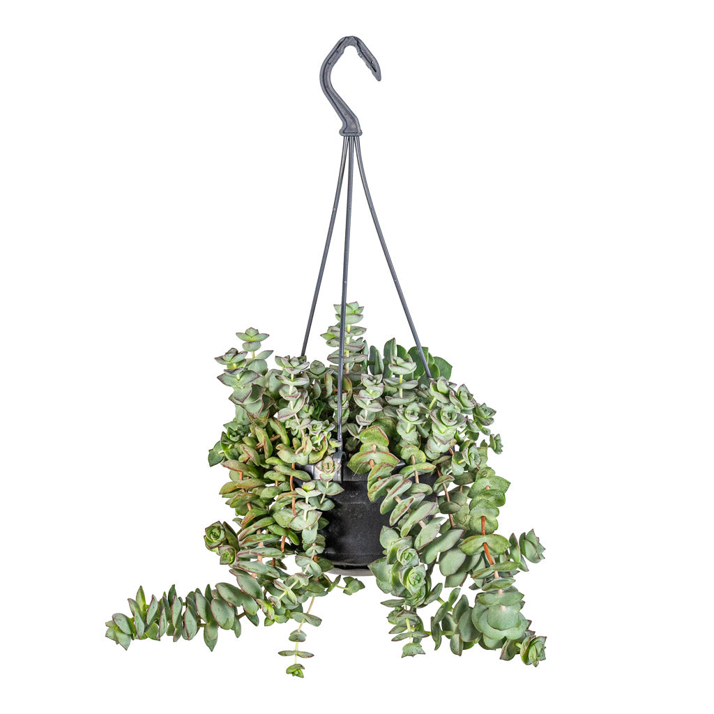 string of buttons hanging plant Crassula perforata - String Of Buttons Plant | Hortology