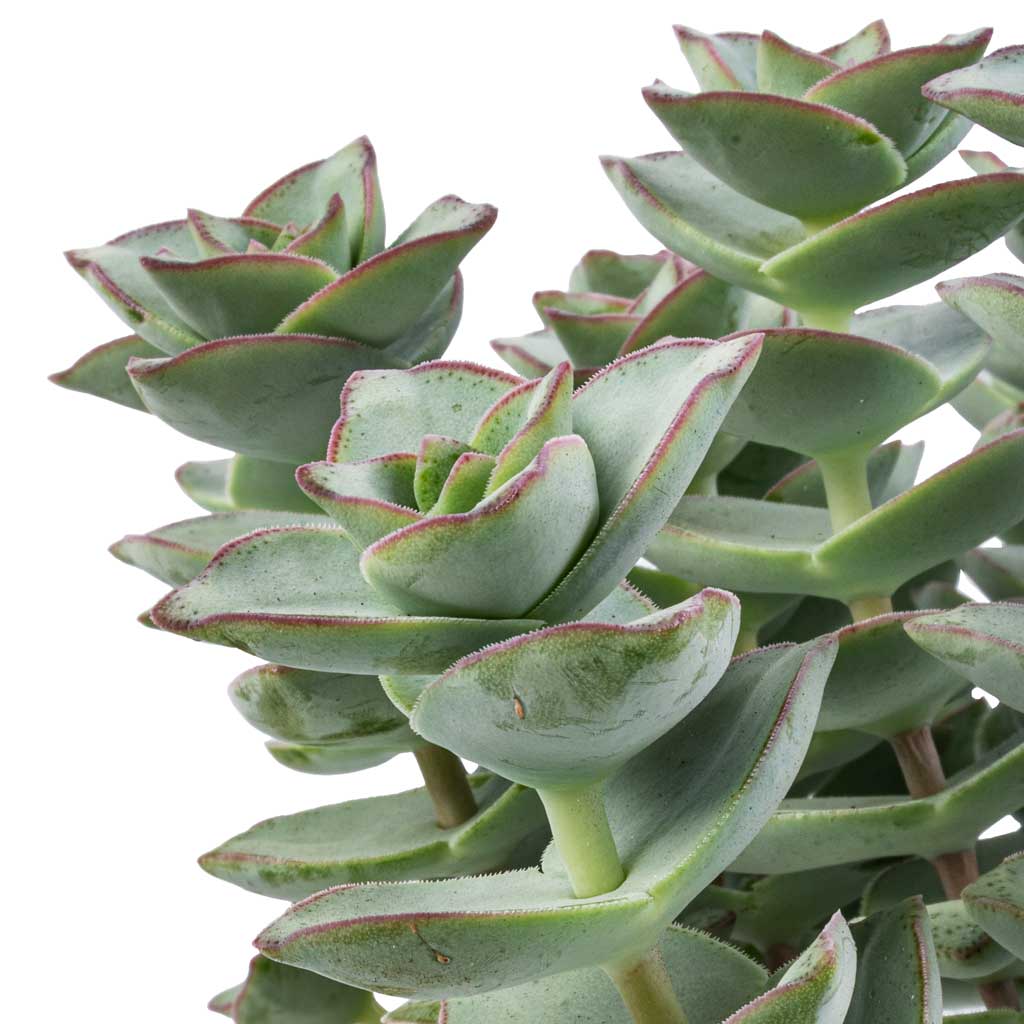 Crassula perforata - String Of Buttons Leaves