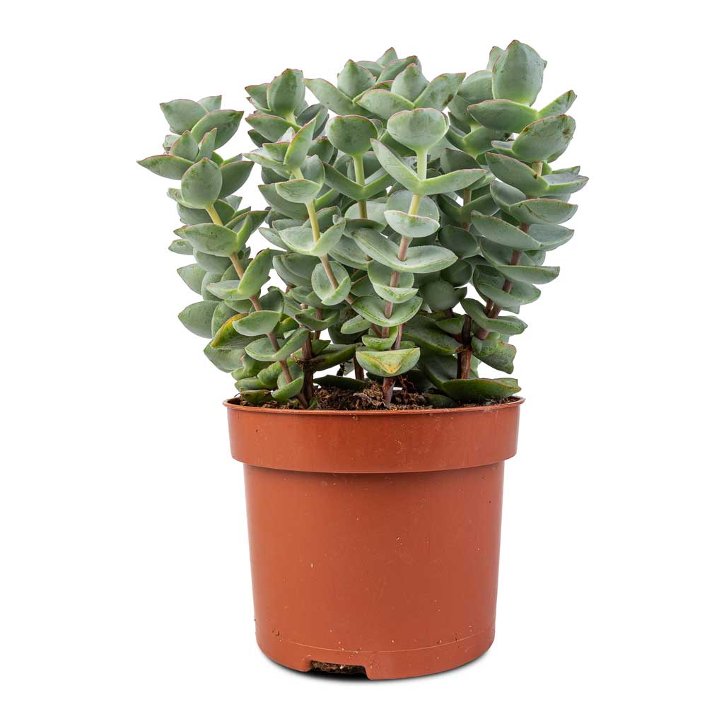perforata succulent Crassula perforata - String Of Buttons Plant | Hortology