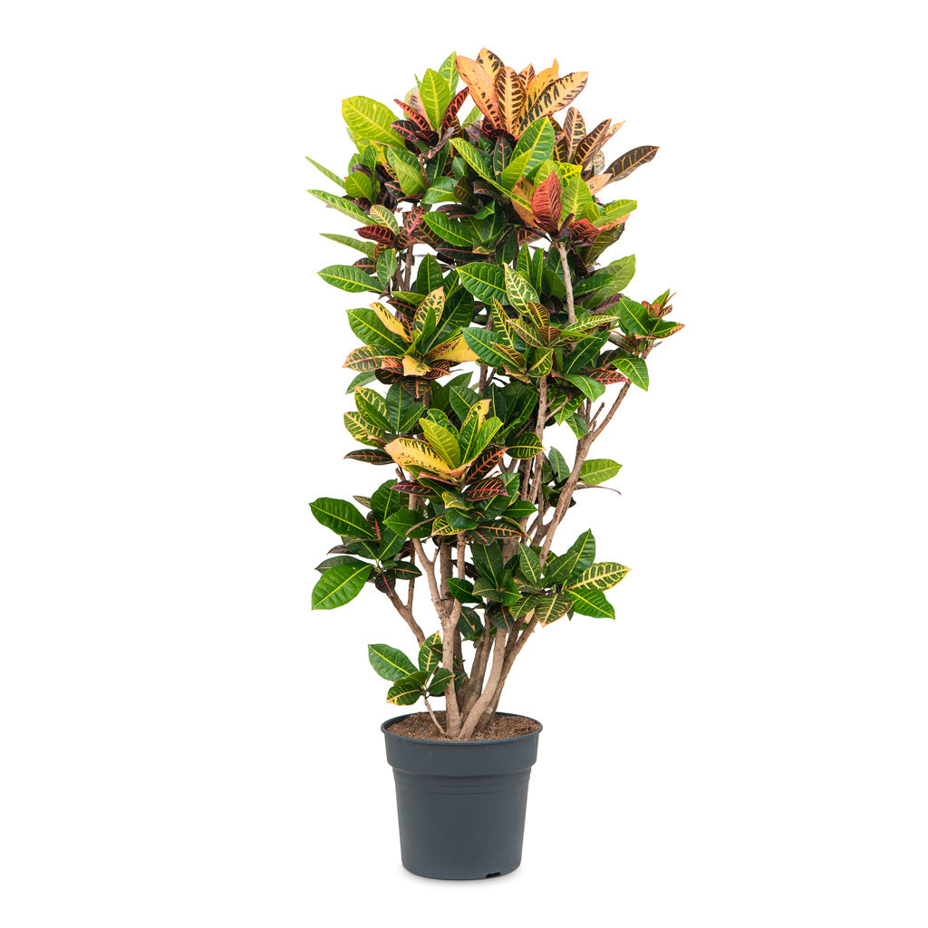 croton mammy cats Codiaeum variegatum pictum Petra - Croton Indoor Plant | Hortology