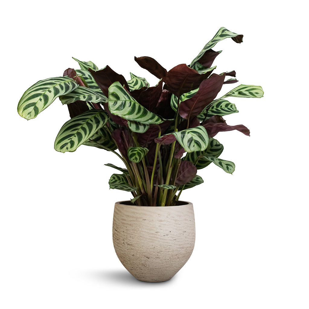 never never plant indoor Ctenanthe burle marxii Amabilis - Never Never Plant | Hortology