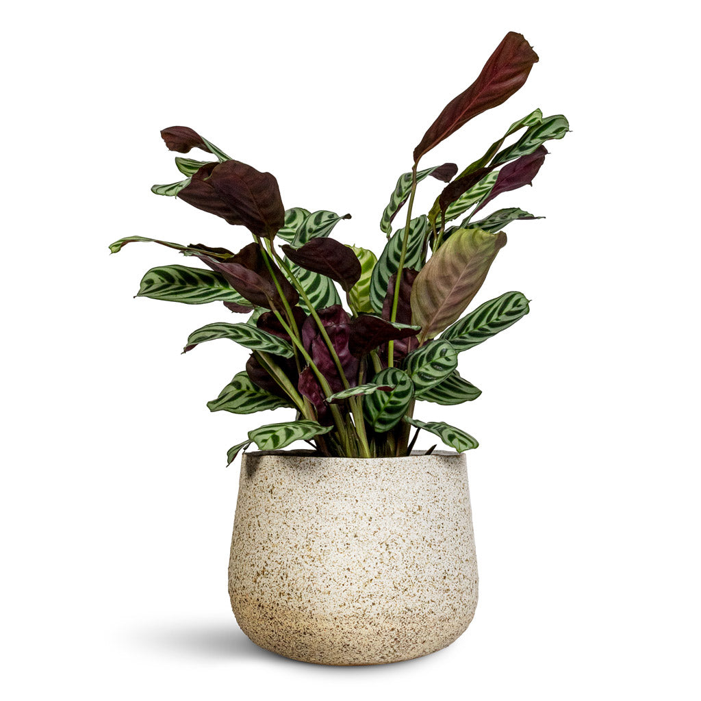 Ctenanthe burle marxii Amabilis - 14x30cm In Celeste Pot Cream - 21x17cm