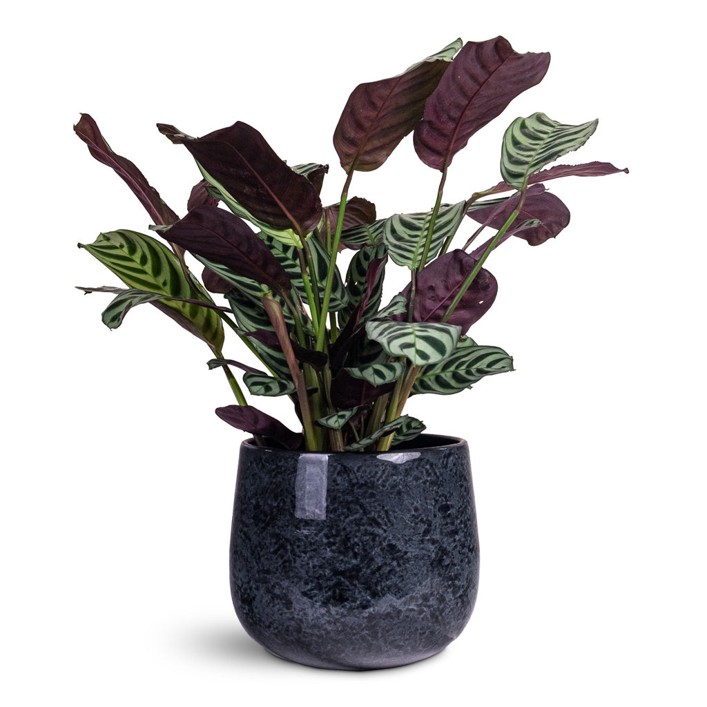 Ctenanthe burle marxii Amabilis 14x30cm House Plant In Emmie Metal Pot Mystic Blue 19x17cm