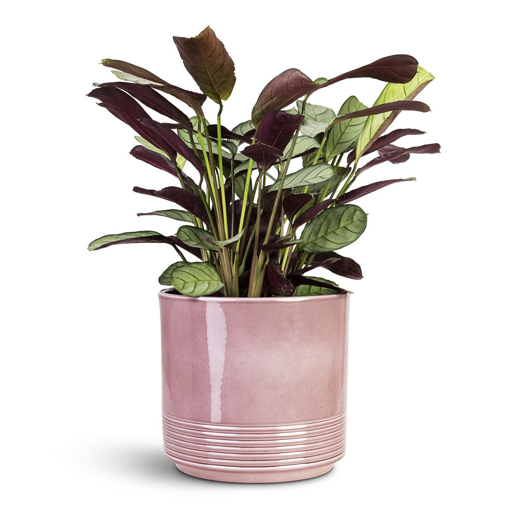 Ctenanthe burle marxii Amabilis 14x30cm House Plant In Munich Pot Rose Gloss 16.5x14.5cm
