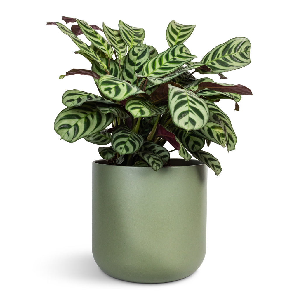 Ctenanthe burle marxii Amabilis Never Never Plant 14x30cm  & Lisbon Plant Pot Sage - 15x15cm