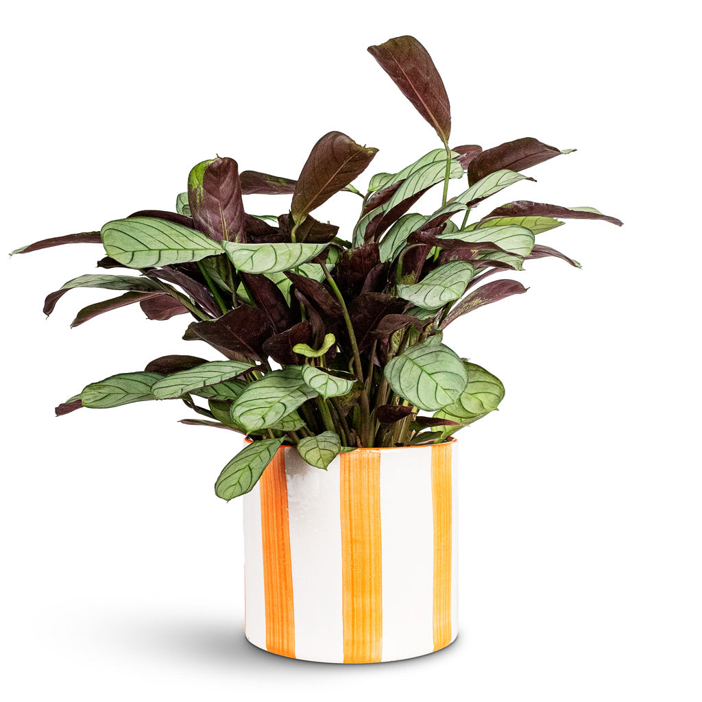 Ctenanthe burle marxii Amagris 12x30cm House Plant In Paros Painted Pot Orange Stripe 15x14cm