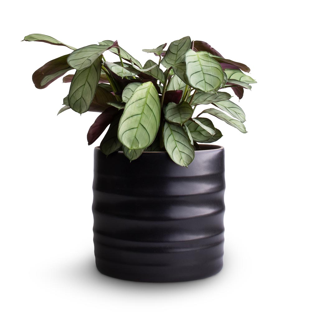 Ctenanthe burle marxii Amagris - Never Never Plant & Hadleigh Plant Pot - Charcoal