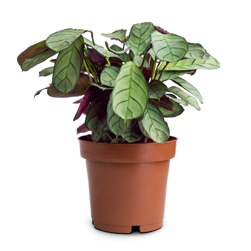 amagris prayer plant Ctenanthe burle marxii Amagris - Never Never Plant | Hortology