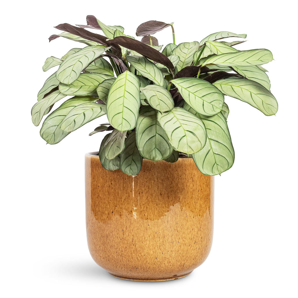 Ctenanthe burle marxii Amagris Never Never Plant - 14x30cm In Nine Plant Pot Caramel - 22x20cm