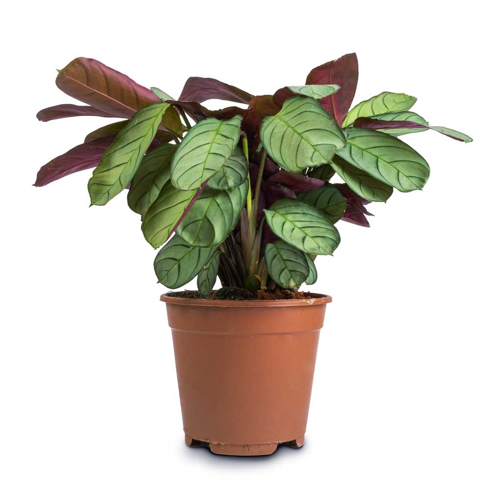 Ctenanthe burle marxii Amagris - Never Never Plant - 14 x 30cm