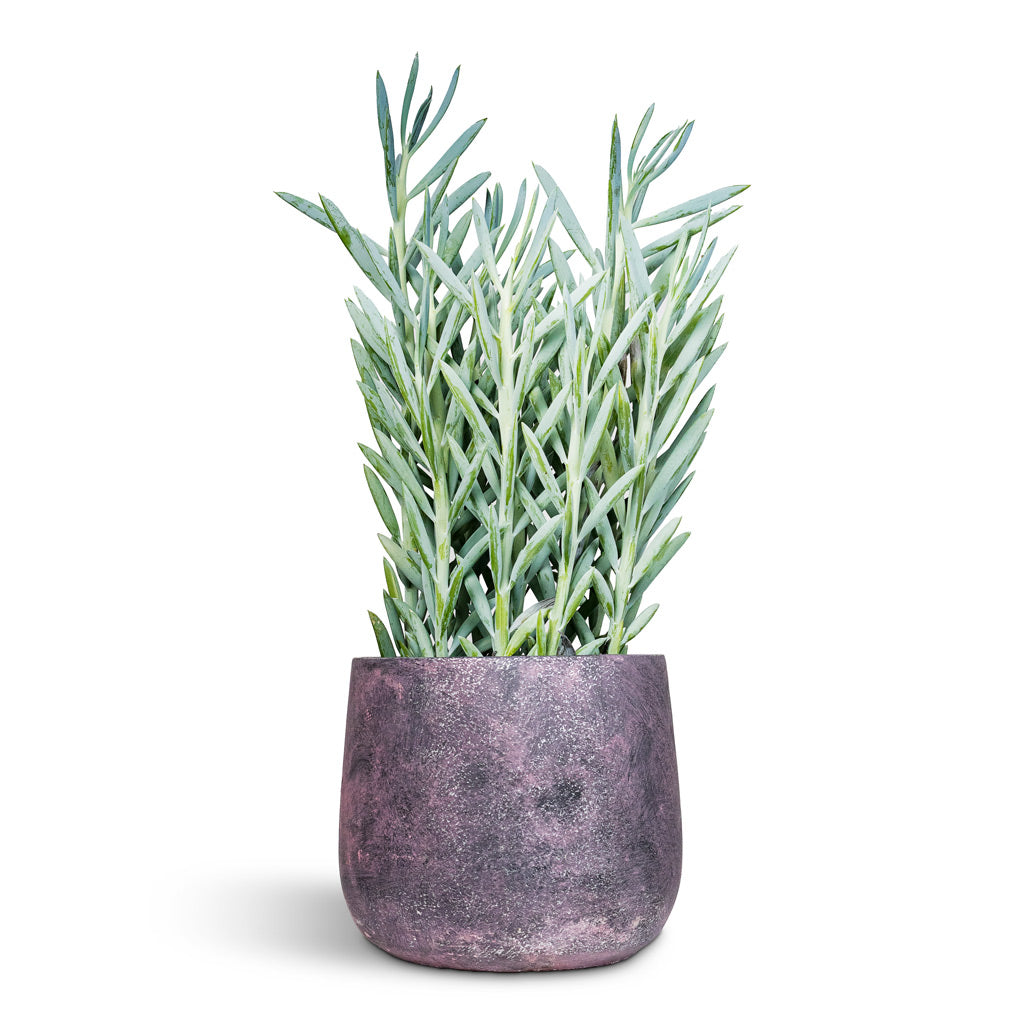 Curio ficoides Mount Everest 17x50cm House Plant in Jules Pot Shiny Purple 23x20cm