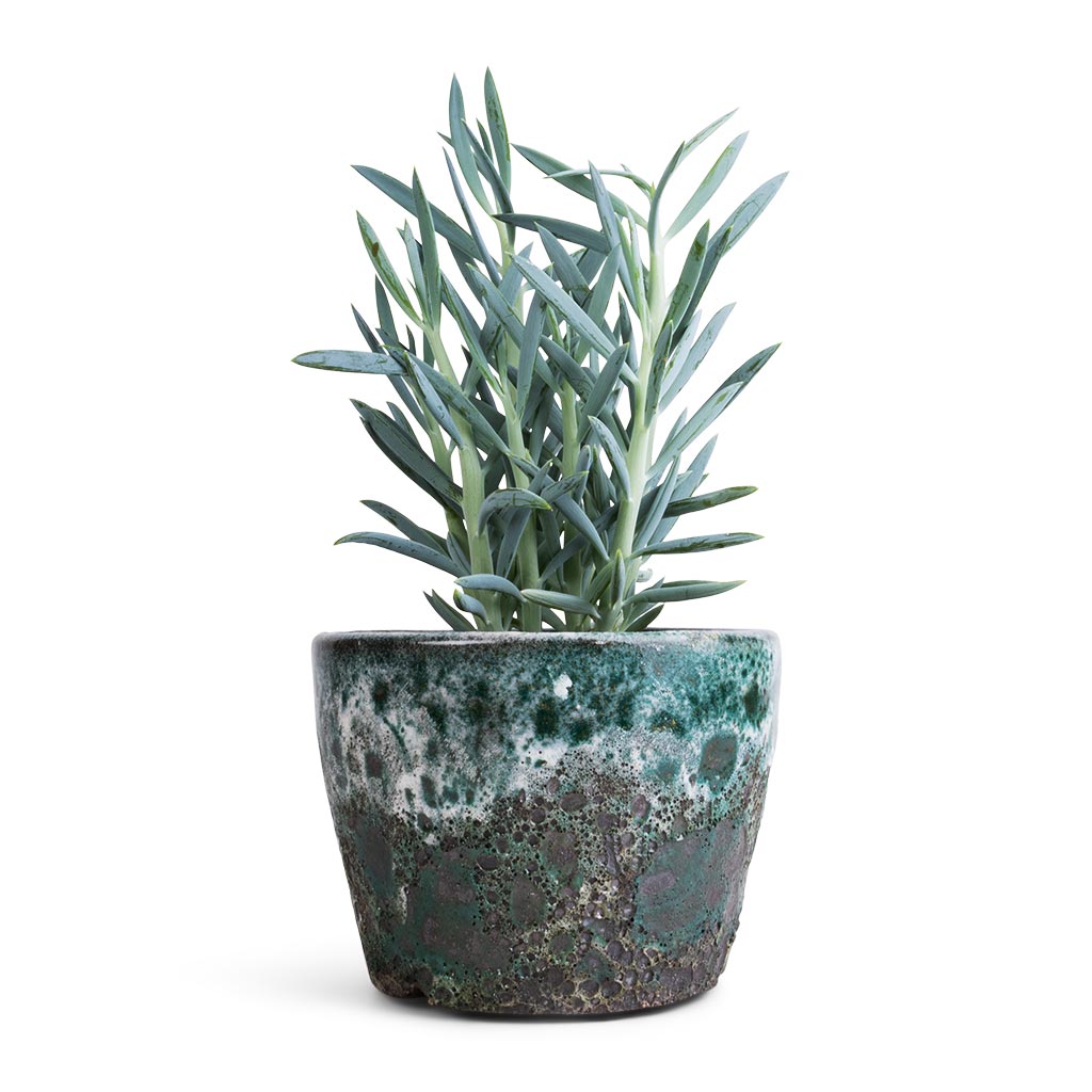 mount everest succulent Curio ficoides Mount Everest Succulent - Skyscraper Senecio | Hortology