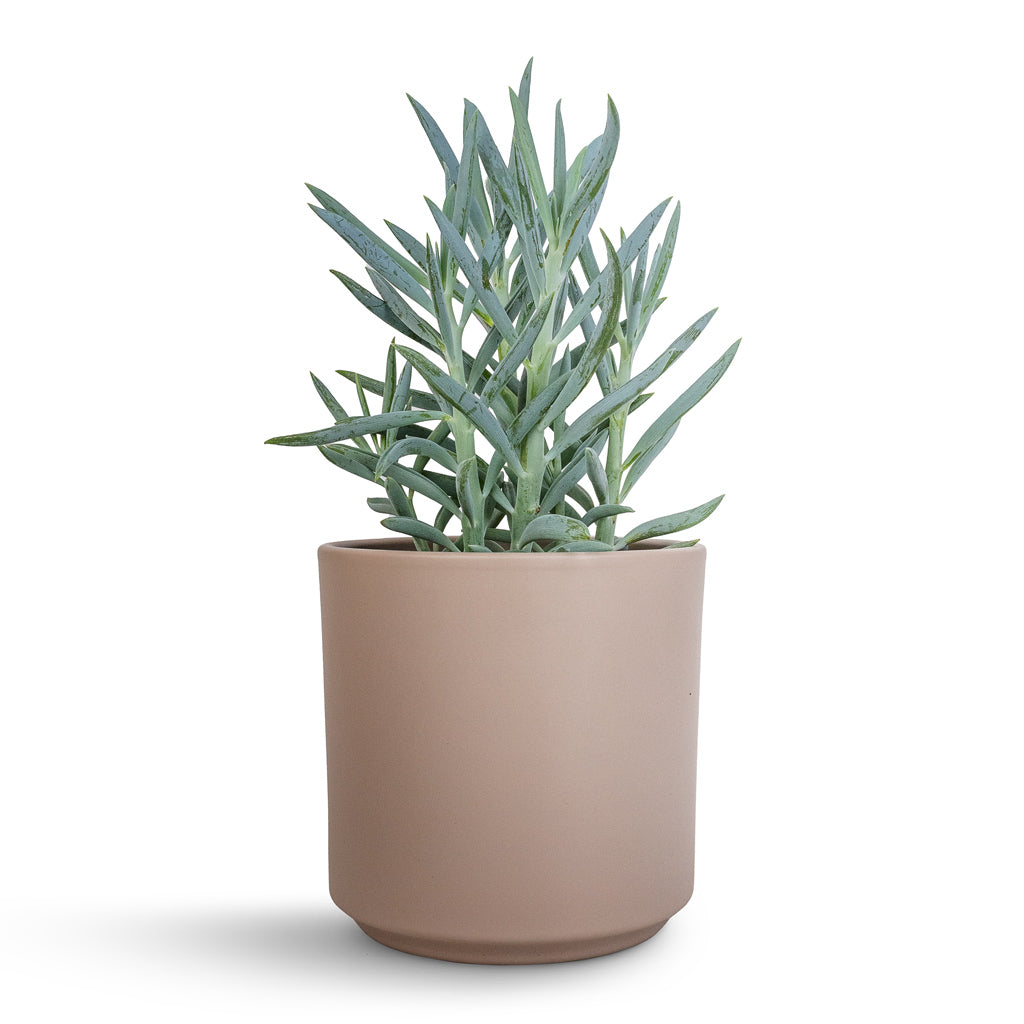 Curio ficoides Mount Everest - Skyscraper Senecio & Prague Plant Pot - Taupe