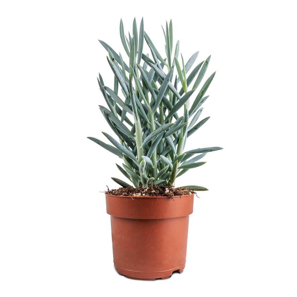 mount everest succulent Curio ficoides Mount Everest Succulent - Skyscraper Senecio | Hortology