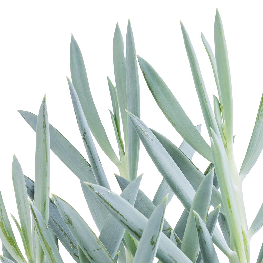 Curio ficoides Mount Everest - Skyscraper Senecio Leaves