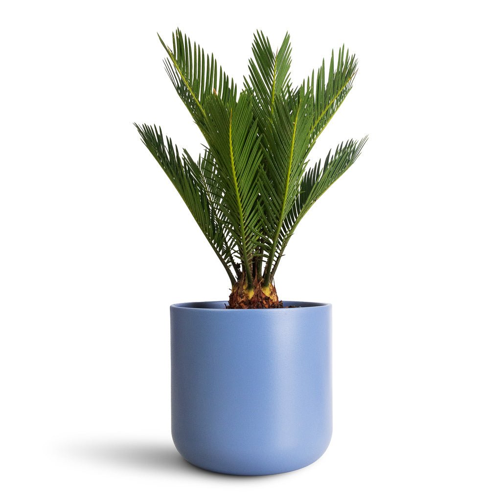 Cycas revoluta - 14x50cm In Lisbon Pot Powder Blue - 18.5x18.5cm