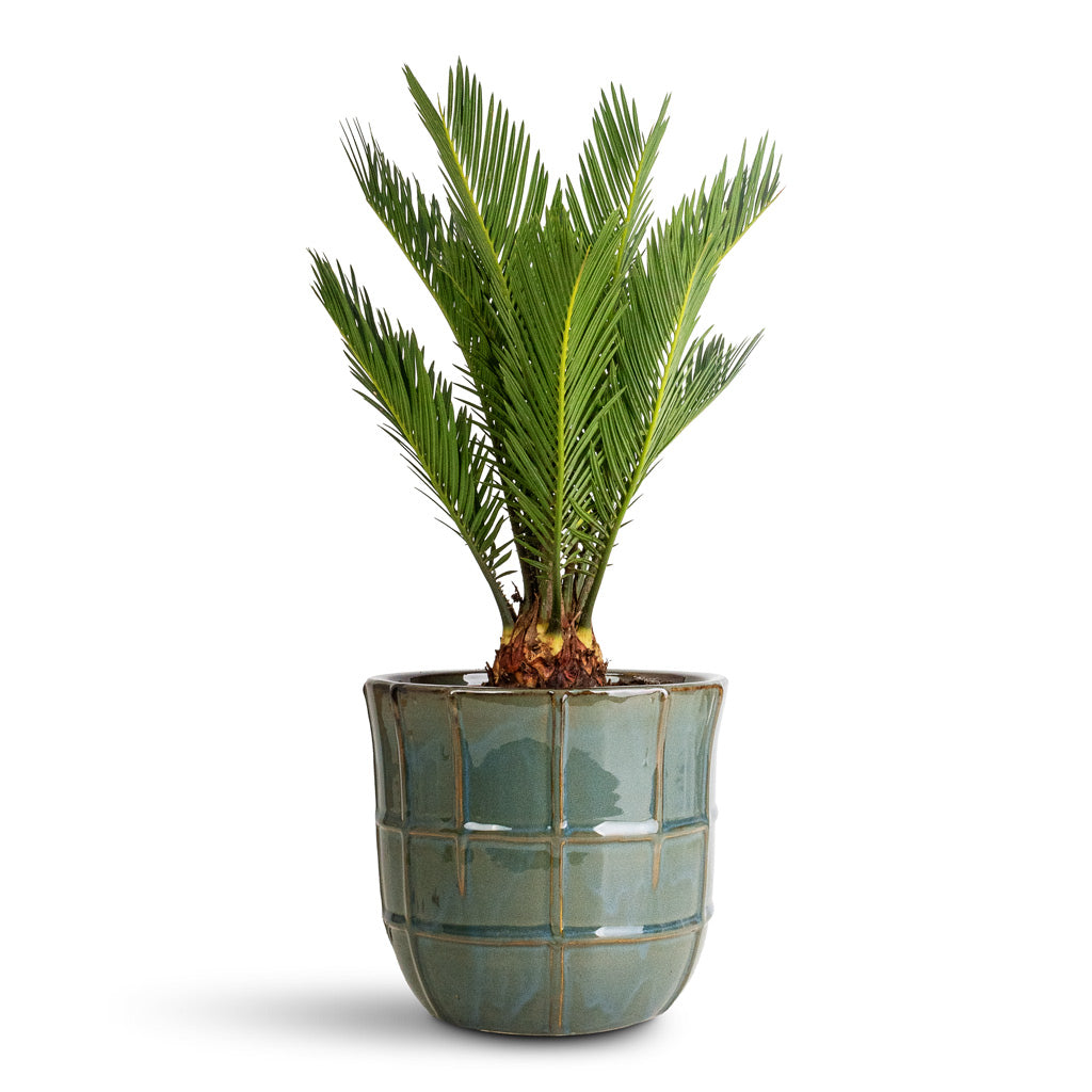 Cycas revoluta - 14x50cm In Noemi Pot Sea Green - 20x17cm