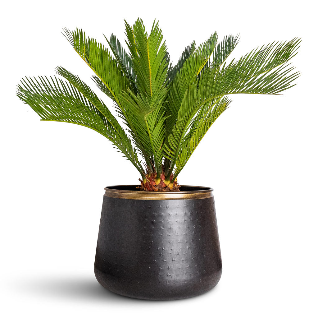 Cycas revoluta In Sahara Pot Slate