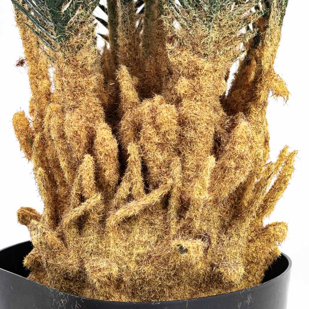 Cycas revoluta Palm Artificial Close up stem