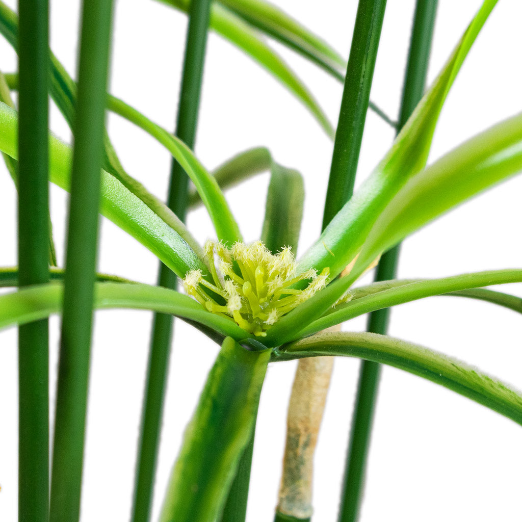 Cyperus Artificial In Maxim Pot Shiny Sand