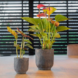 Dave Plant Pot - Earth & Anthurium and Calathea Houseplants
