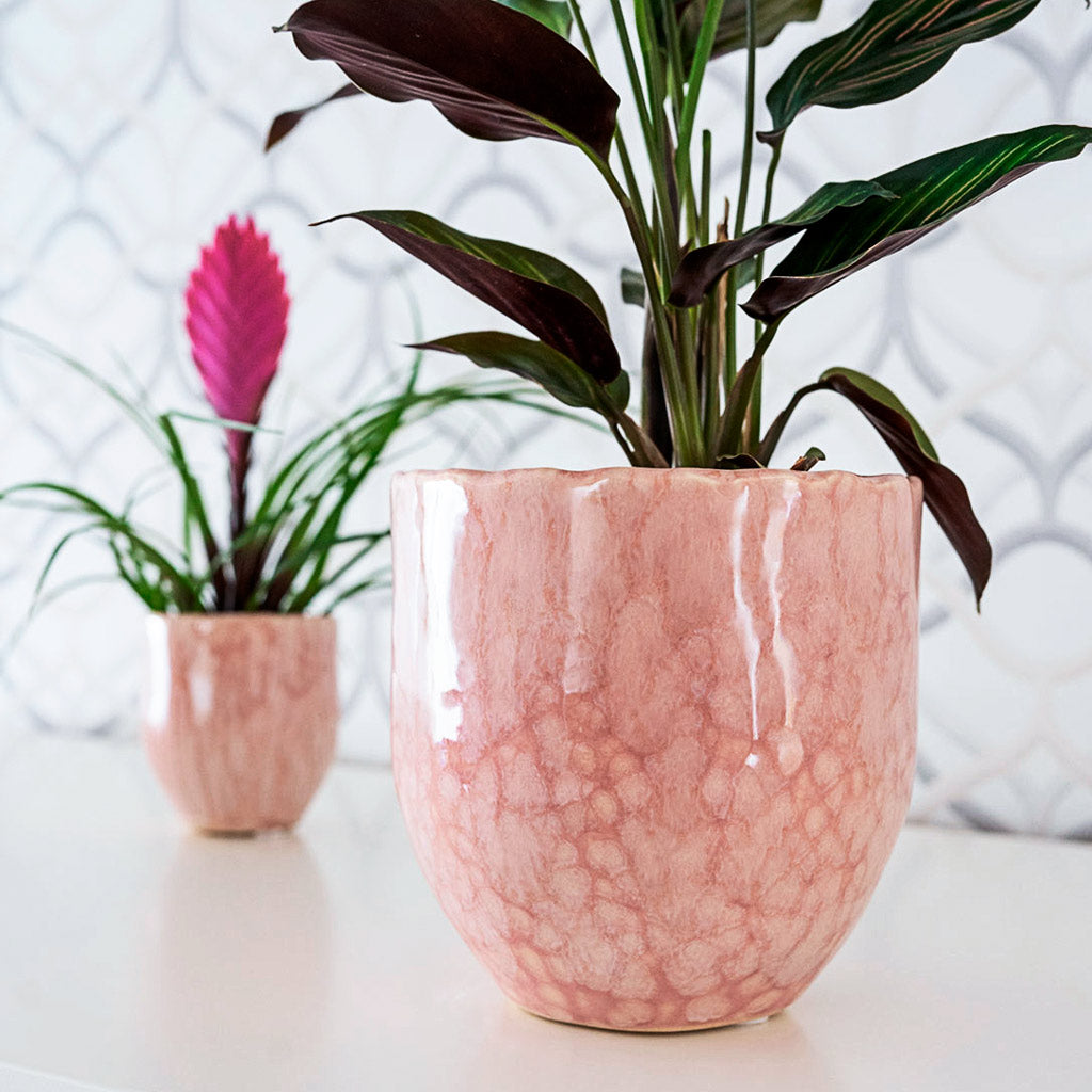 Calathea Pinstripe In Davide Plant Pot Mauve Mist