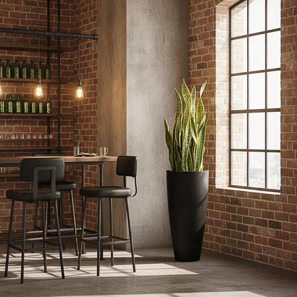 Sansevieria Laurentii - HydroCare in Dax Natural Planter - Black