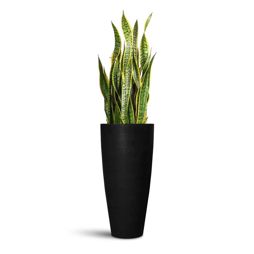 Dax Natural Tall Planter - Large Plant Display