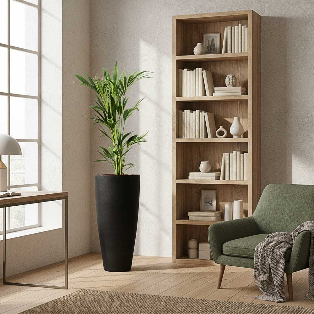 Howea - Kentia Palm - HydroCare in Dax Natural Tall Planter - Black