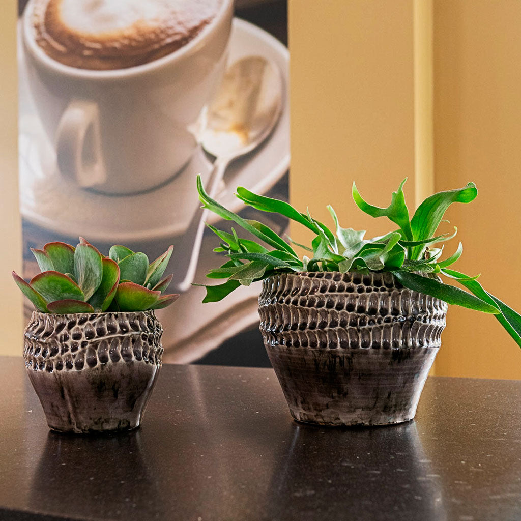 Paddle Plant & Staghorn Fern In Deb Aubergine