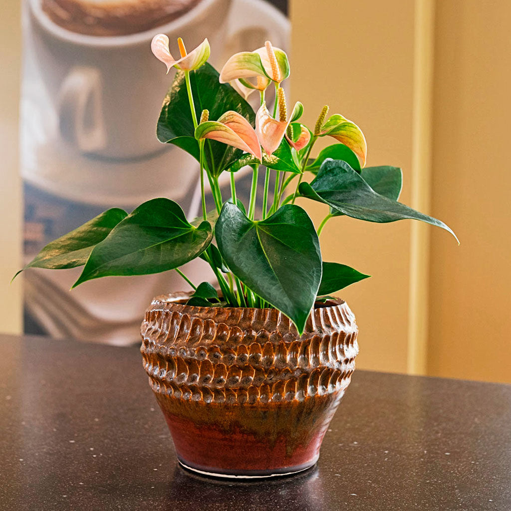 Anthurium Joli Peach In Deb Savannah Plant Pot 