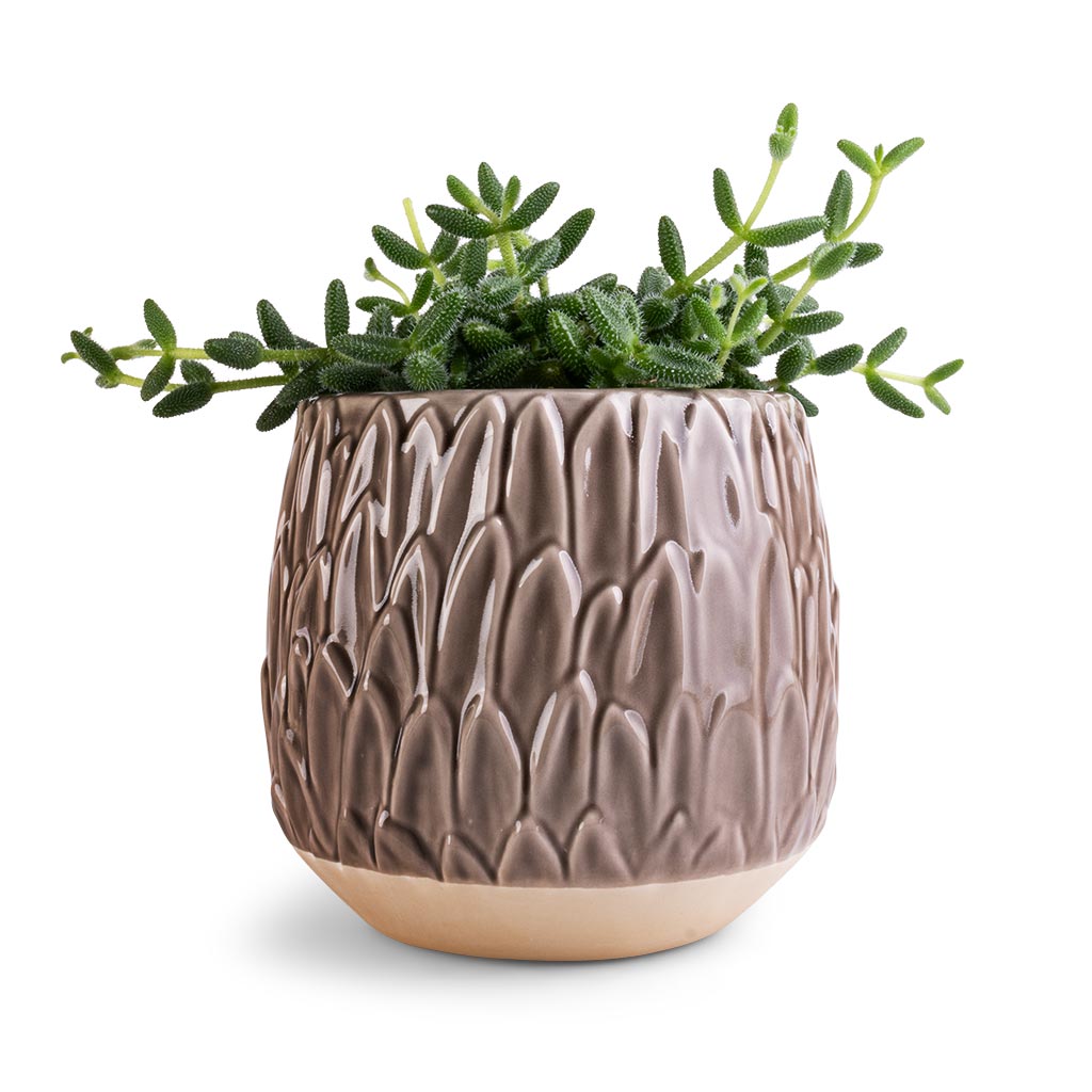 Arles Leaf Plant Pot - Mocha