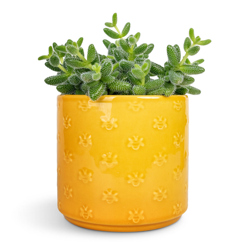 Delosperma Echinatum Pickle Plant In A White Ceramic Pot Stock Photo