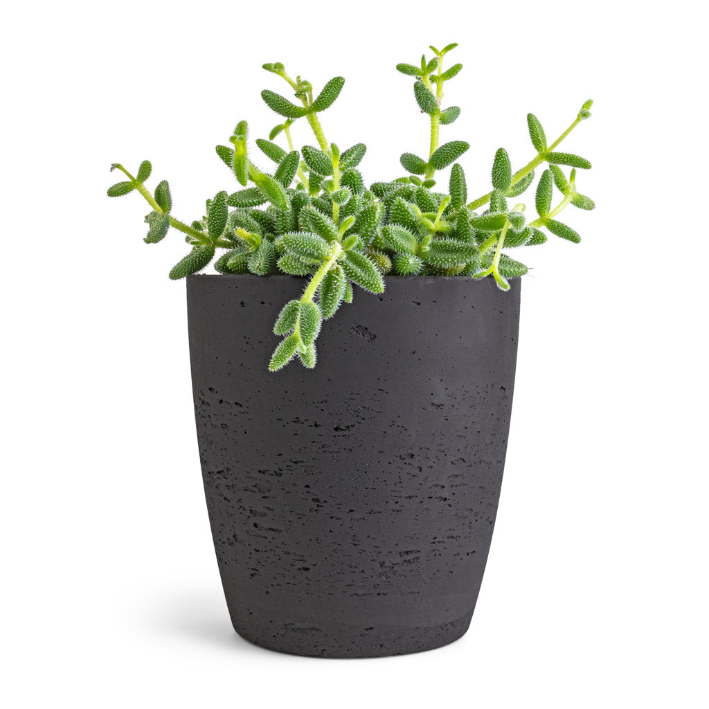 Delosperma echinatum - Pickle Plant &amp; Gerben Plant Pot - Black Washed