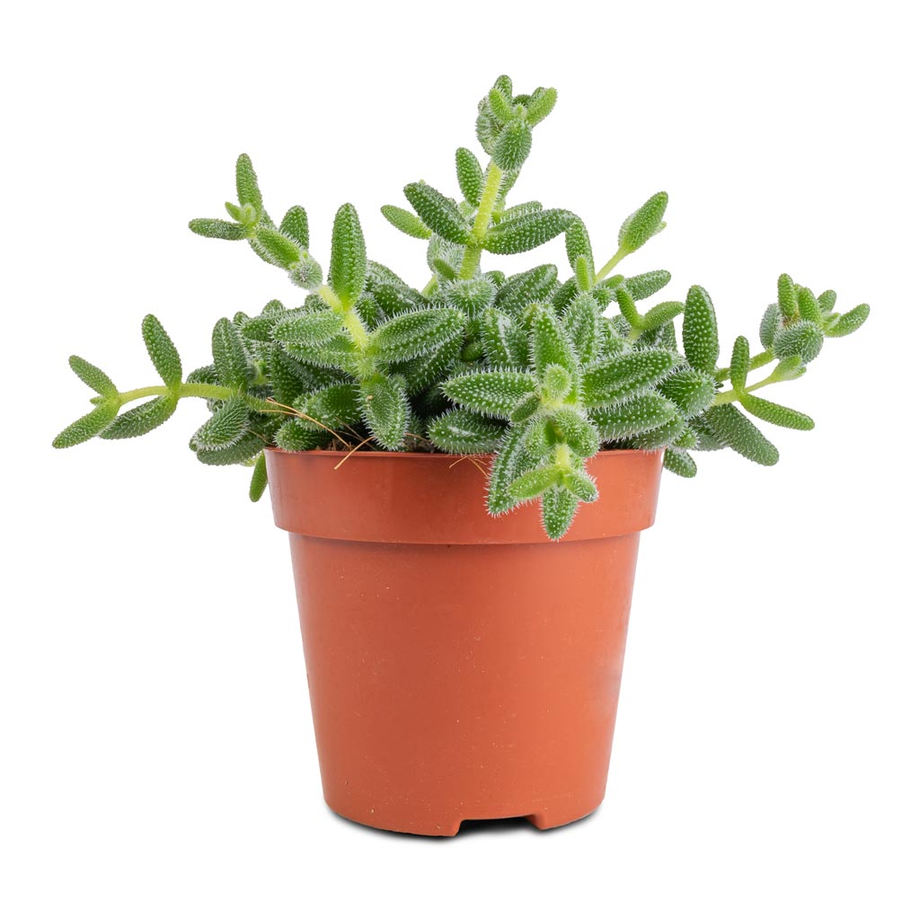 pickle succulent plant Delosperma echinatum - Pickle Plant - Quality Succulents | Hortology