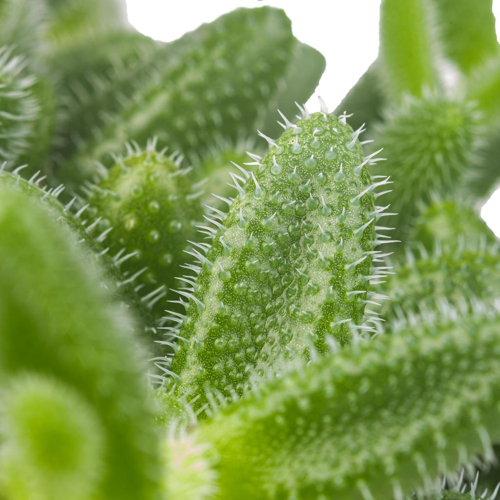 Delosperma echinatum - Pickle Plant Leaf Close Up