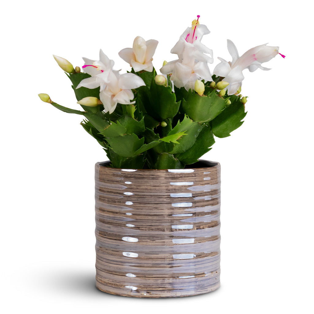 Didi Pot Pearl Blue 11x11cm Schlumbergera Christmas Cactus White 9x23cm