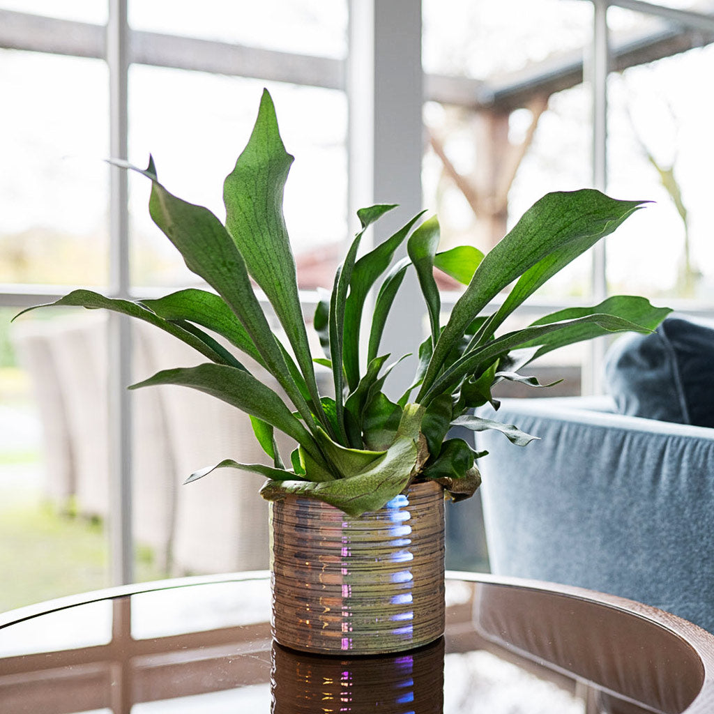 Staghorn Fern In Didi Pearl Blue On Coffee Table 
