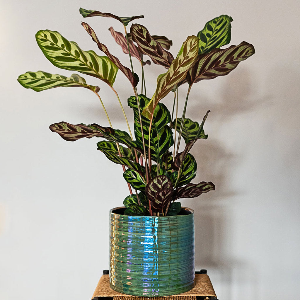 Didi Pearl Green Plant Pot