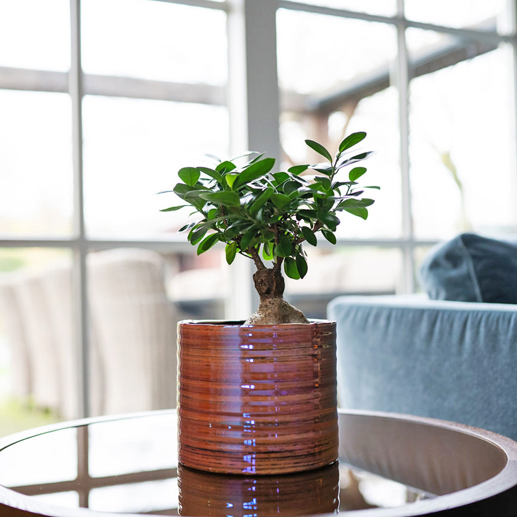 Ficus Ginseng In Didi Pearl Pink Plant Pot 