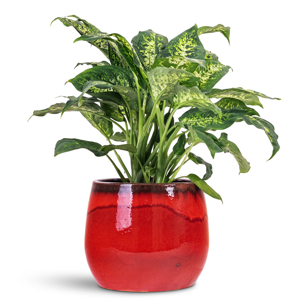 Dieffenbachia Compacta 17x60cm House Plant In Charlotte Pot Red 23x20cm