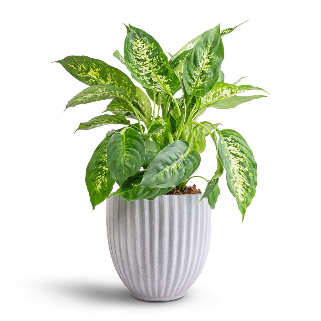 Dieffenbachia Compacta - Dumb Cane & Lagos Plant Pot - Cement