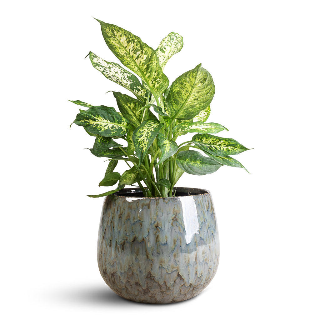dieffenbachia compacta dumb cane plant Dieffenbachia Compacta - Dumb Cane Indoor Plant | Hortology