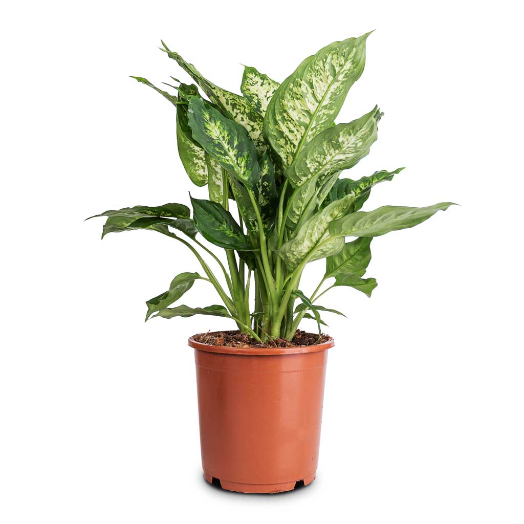 Dieffenbachia Compacta - Dumb Cane Indoor Plant | Hortology