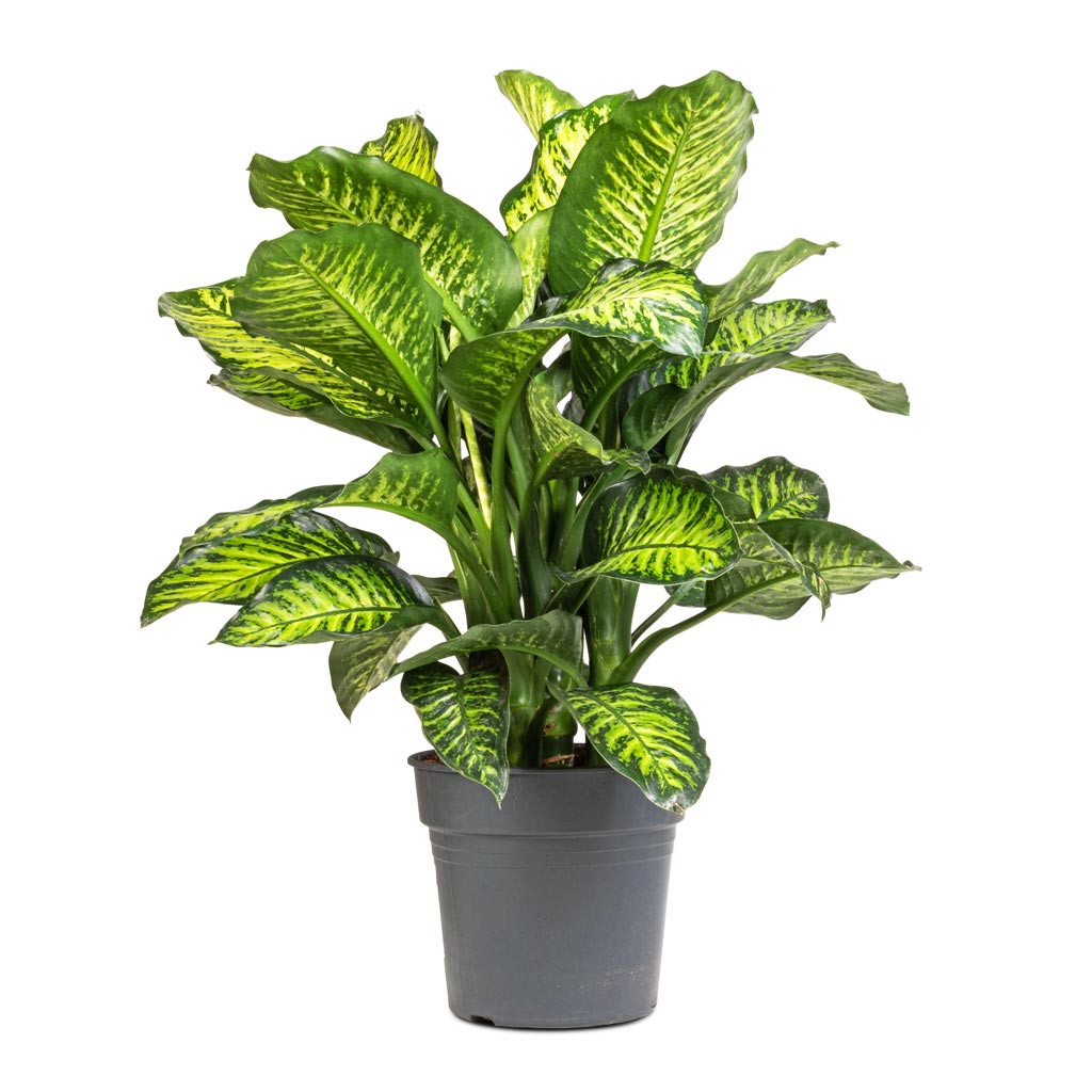 dieffenbachia benzene Dieffenbachia Maroba - Dumb Cane Indoor Plants | Hortology