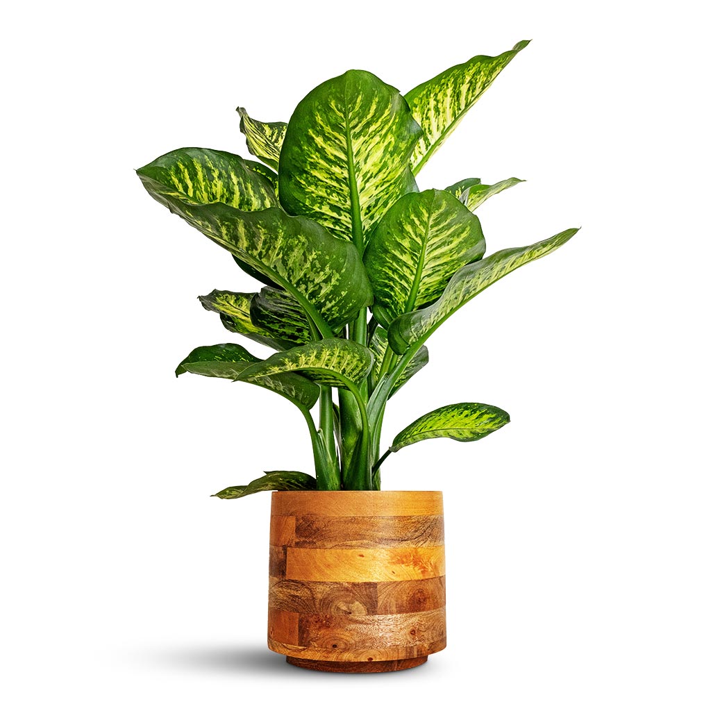 Dieffenbachia Maroba - Dumb Cane & Helle Plant Pot - Natural