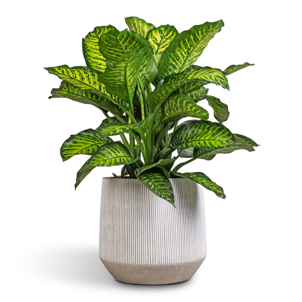 Dieffenbachia Maroba - Dumb Cane & Harith Plant Pot - Ridged White Stripe