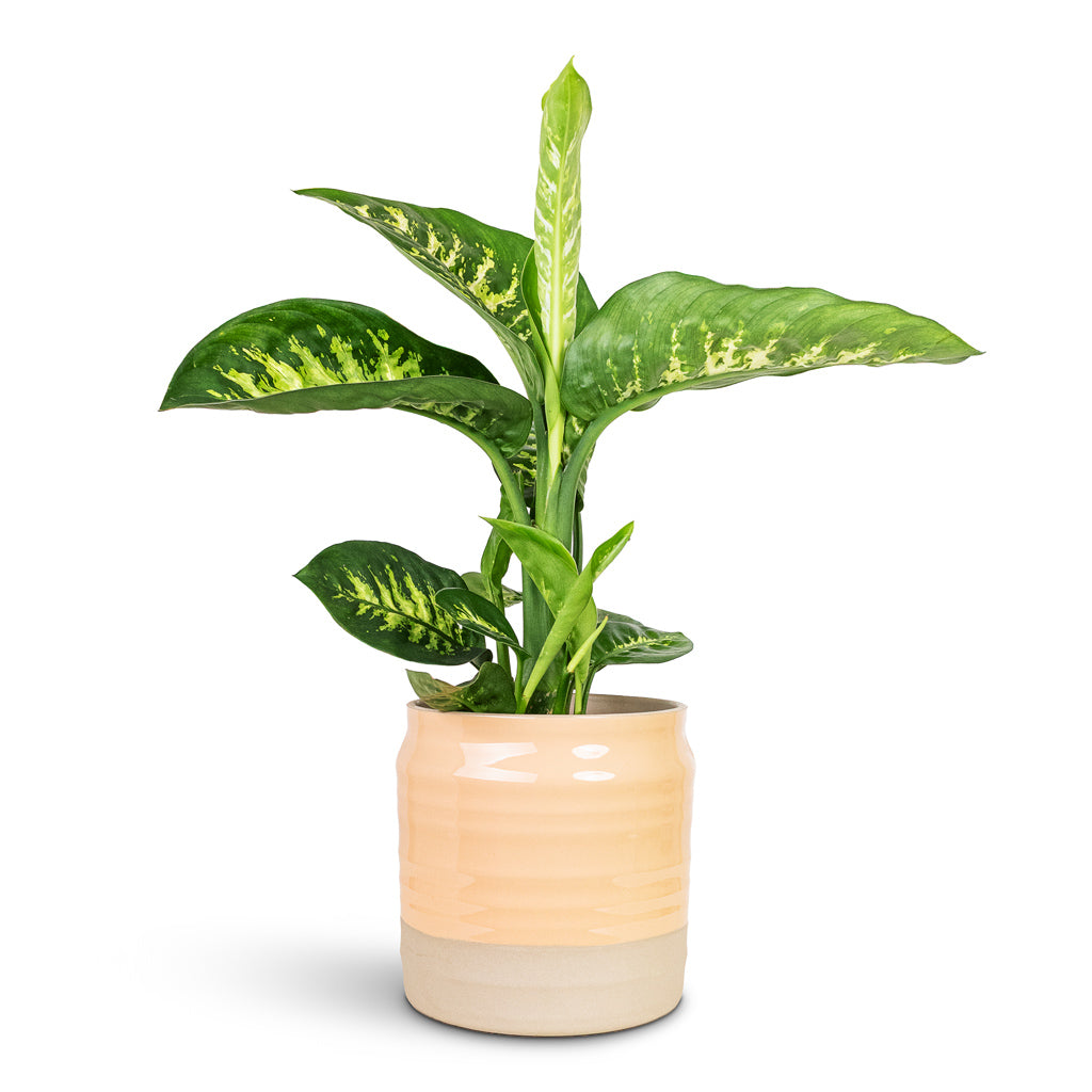 Dieffenbachia Reeva 17x60cm house plant in Puro Ripple Pot Peach 21x19cm